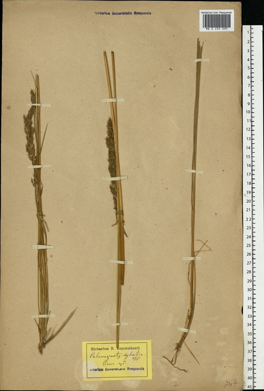 Calamagrostis epigejos (L.) Roth, Eastern Europe, Latvia (E2b) (Latvia)