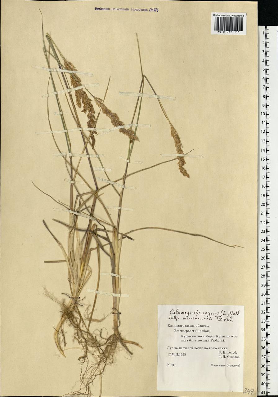 Calamagrostis epigejos (L.) Roth, Eastern Europe, North-Western region (E2) (Russia)