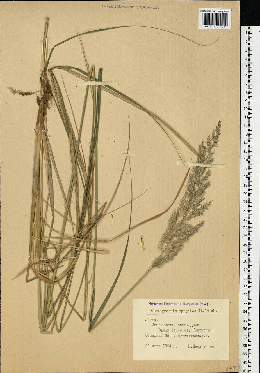 Calamagrostis epigejos (L.) Roth, Eastern Europe, Lithuania (E2a) (Lithuania)