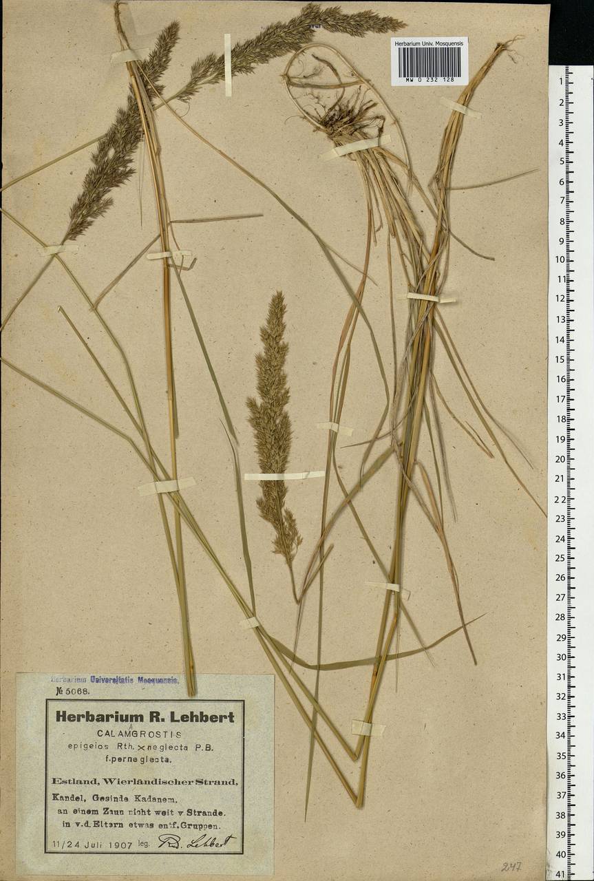 Calamagrostis epigejos (L.) Roth, Eastern Europe, Estonia (E2c) (Estonia)