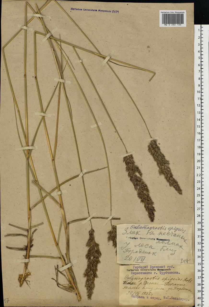 Calamagrostis epigejos (L.) Roth, Eastern Europe, Western region (E3) (Russia)