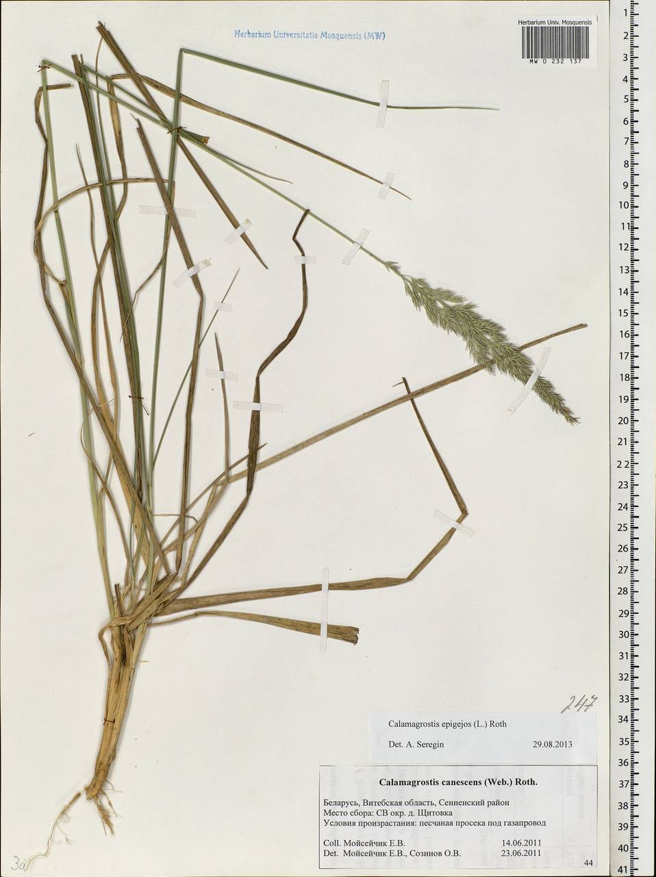 Calamagrostis epigejos (L.) Roth, Eastern Europe, Belarus (E3a) (Belarus)