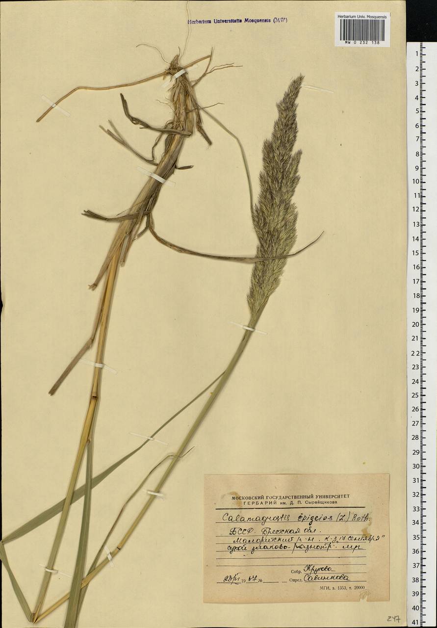 Calamagrostis epigejos (L.) Roth, Eastern Europe, Belarus (E3a) (Belarus)