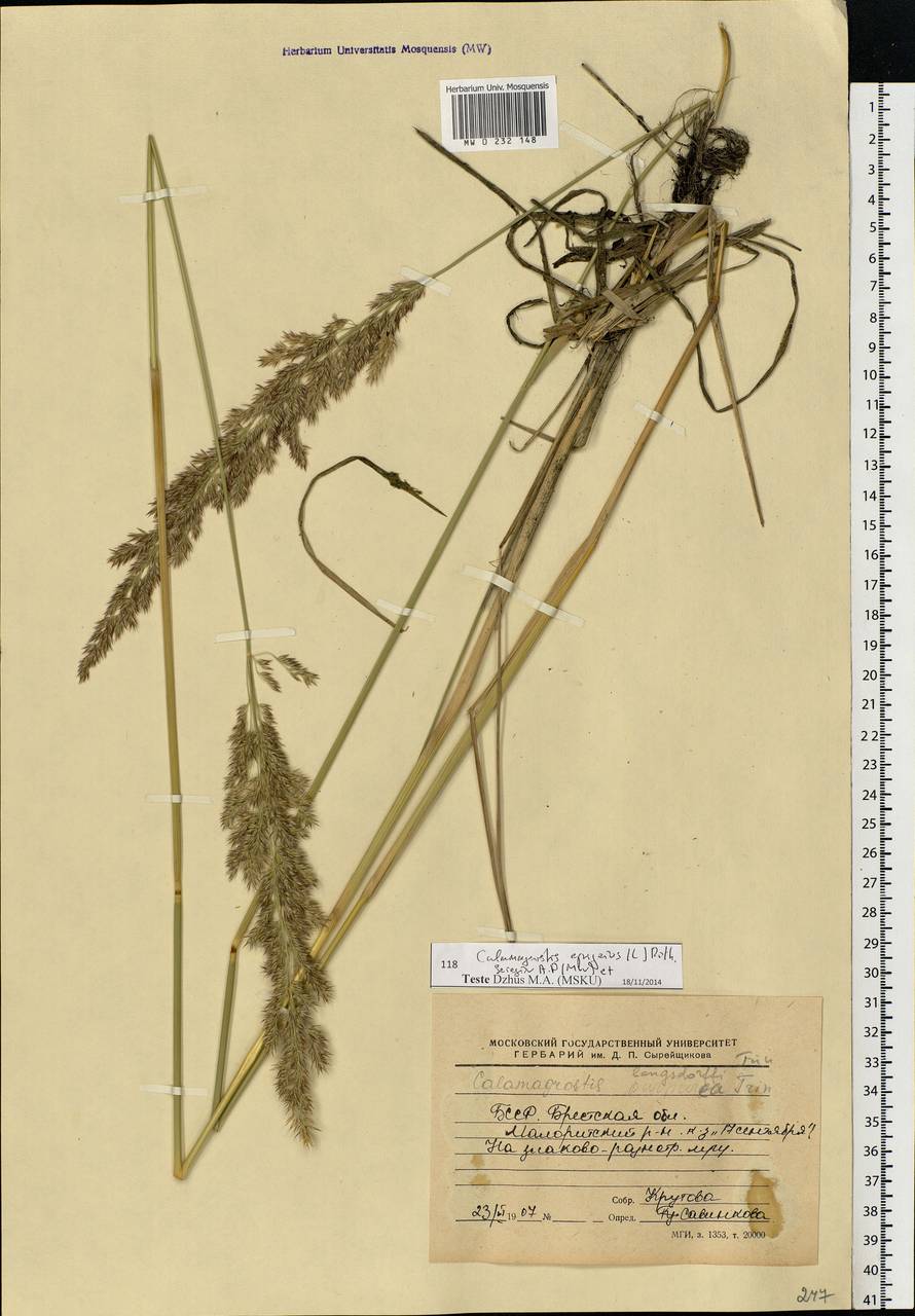 Calamagrostis epigejos (L.) Roth, Eastern Europe, Belarus (E3a) (Belarus)