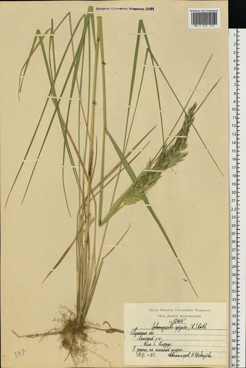 Calamagrostis epigejos (L.) Roth, Eastern Europe, Central region (E4) (Russia)