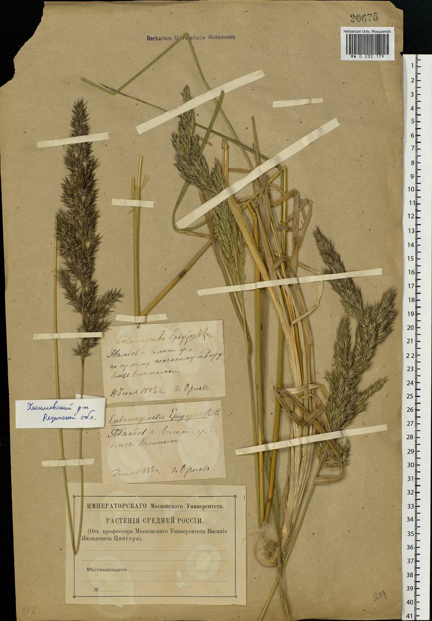 Calamagrostis epigejos (L.) Roth, Eastern Europe, Central region (E4) (Russia)