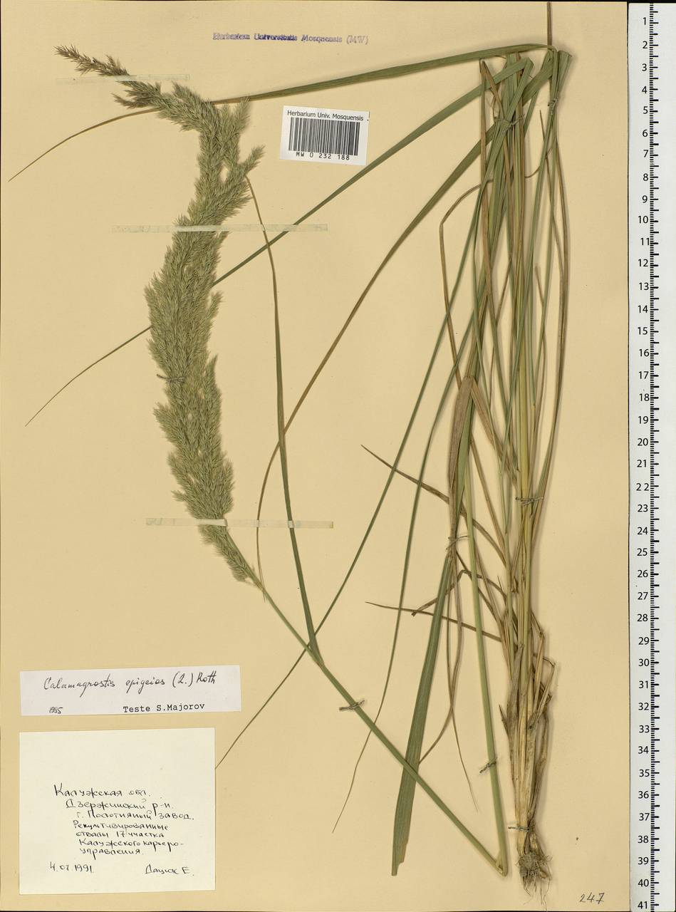 Calamagrostis epigejos (L.) Roth, Eastern Europe, Central region (E4) (Russia)