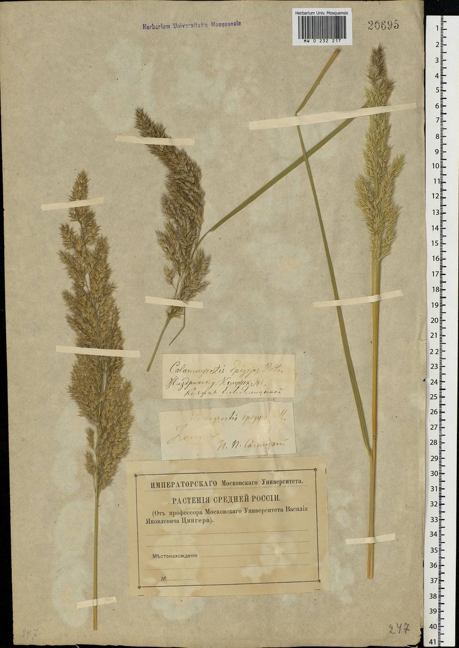 Calamagrostis epigejos (L.) Roth, Eastern Europe, Central region (E4) (Russia)