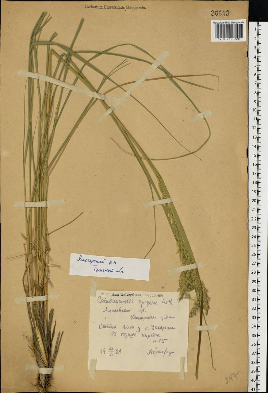 Calamagrostis epigejos (L.) Roth, Eastern Europe, Central region (E4) (Russia)