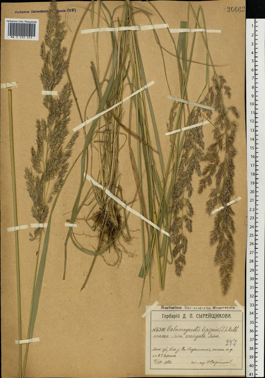 Calamagrostis epigejos (L.) Roth, Eastern Europe, Moscow region (E4a) (Russia)