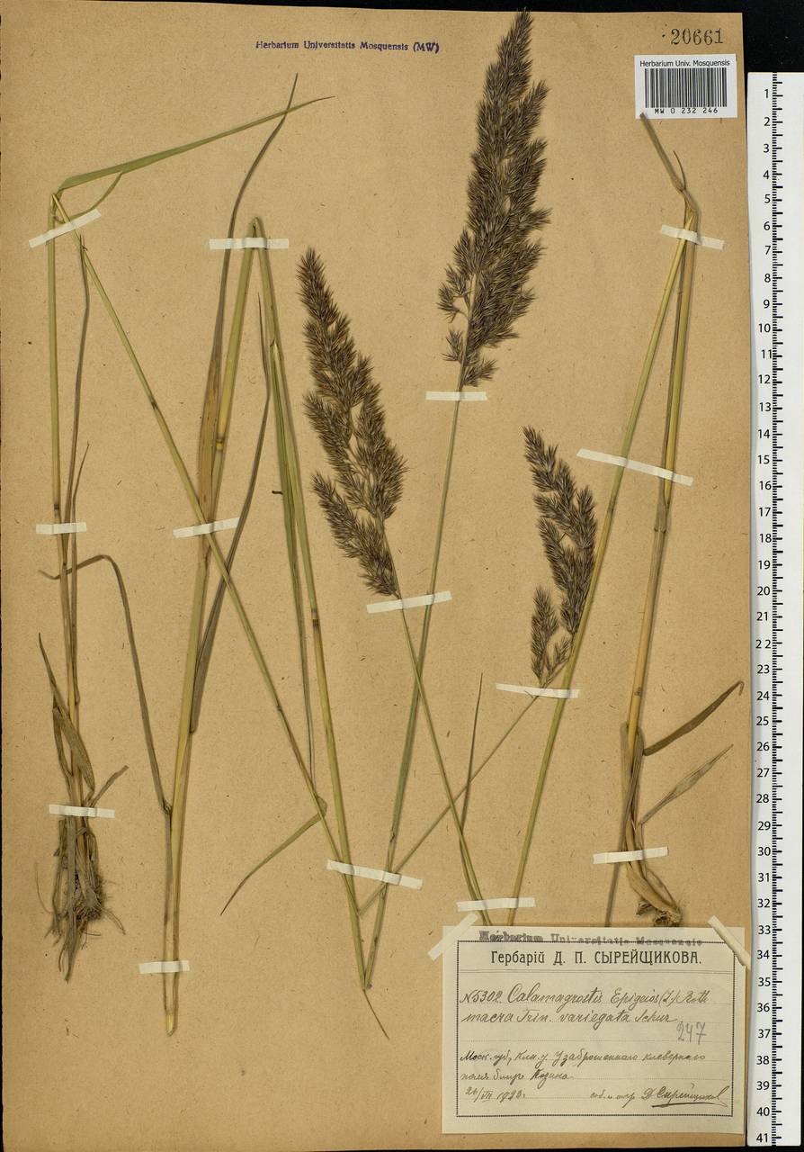 Calamagrostis epigejos (L.) Roth, Eastern Europe, Moscow region (E4a) (Russia)