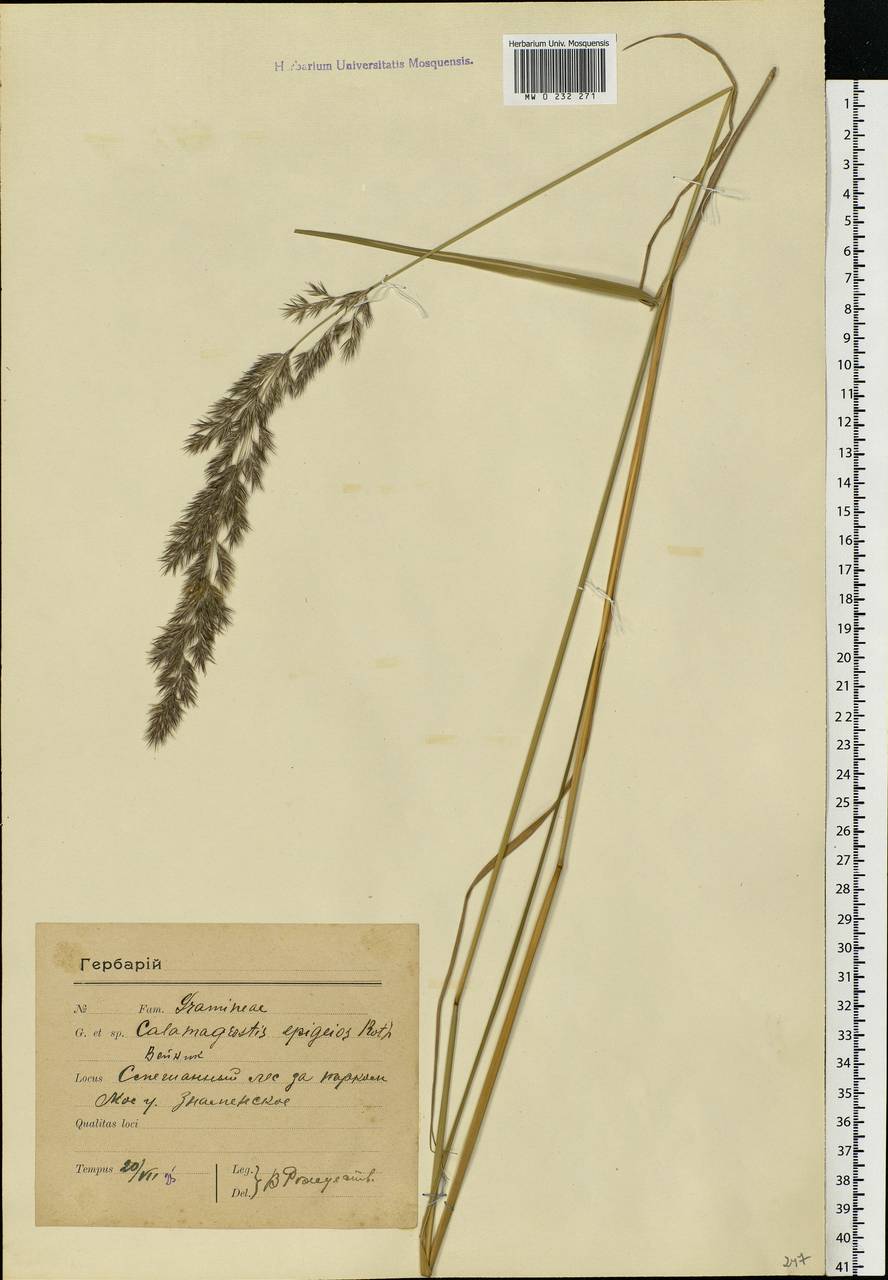 Calamagrostis epigejos (L.) Roth, Eastern Europe, Moscow region (E4a) (Russia)