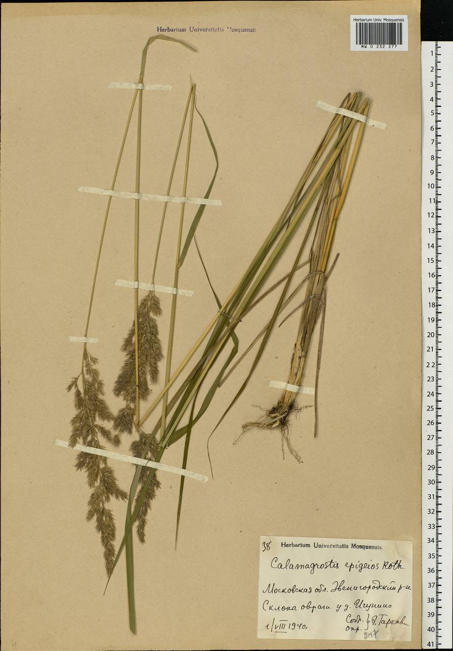 Calamagrostis epigejos (L.) Roth, Eastern Europe, Moscow region (E4a) (Russia)