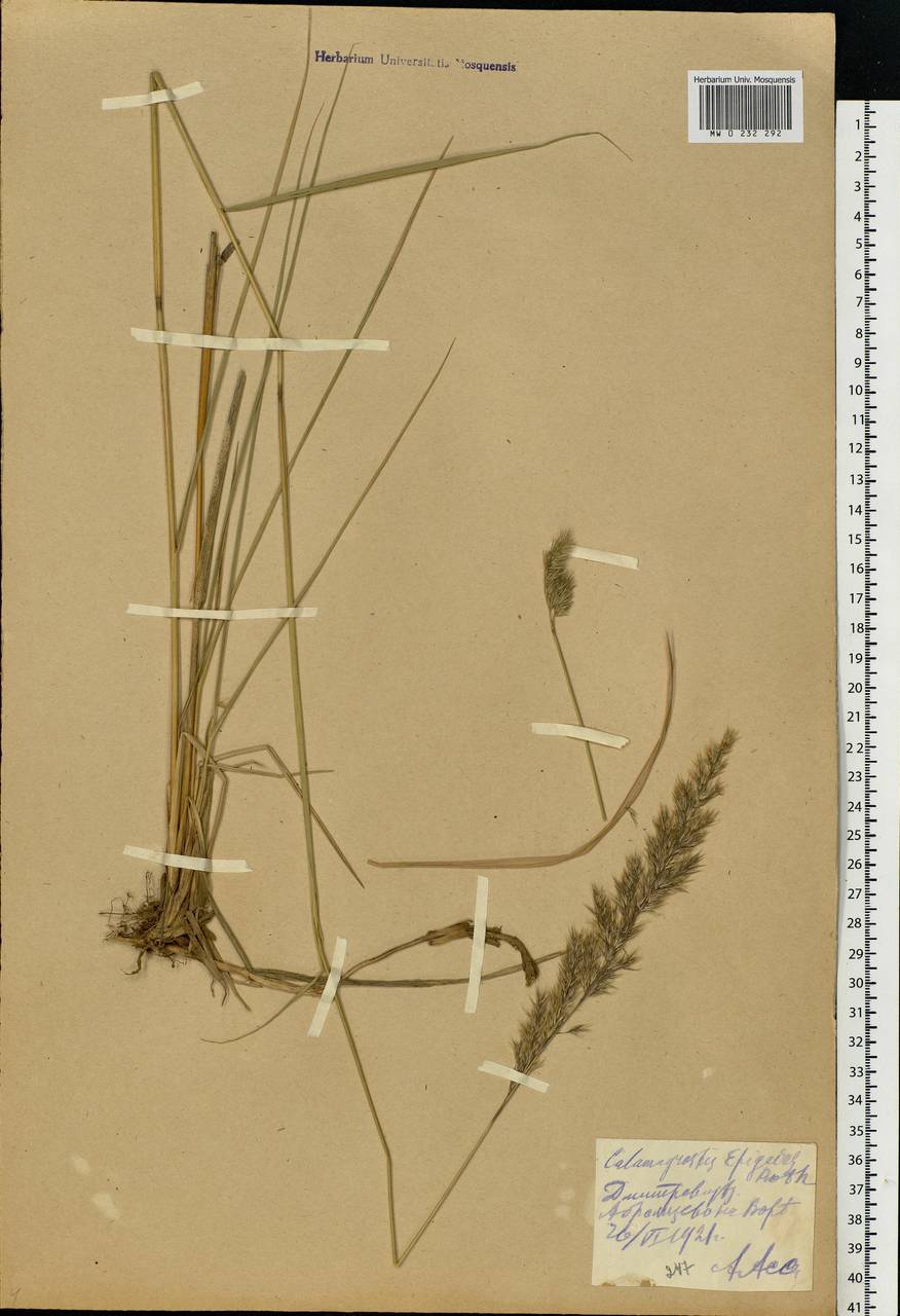 Calamagrostis epigejos (L.) Roth, Eastern Europe, Moscow region (E4a) (Russia)