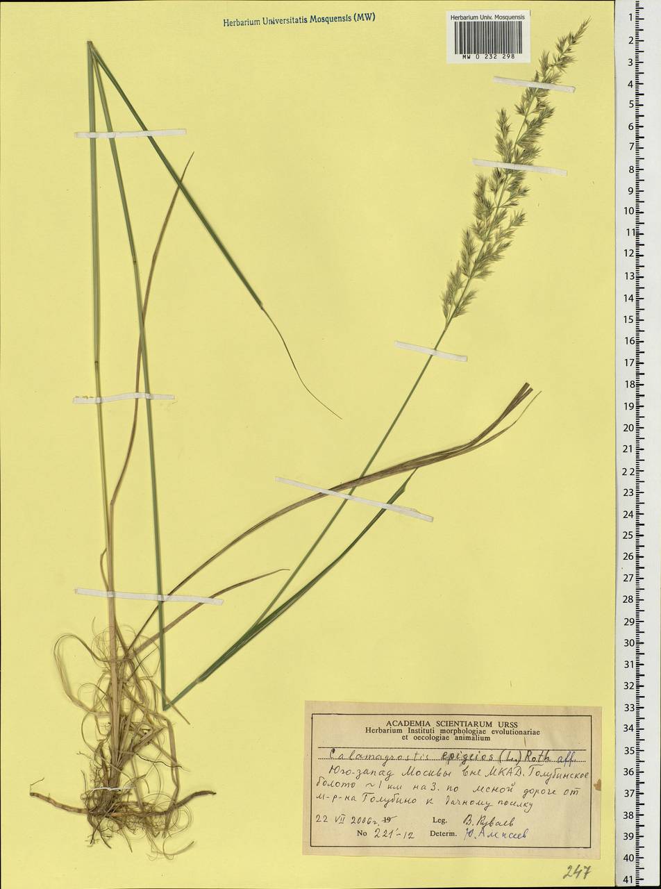 Calamagrostis epigejos (L.) Roth, Eastern Europe, Moscow region (E4a) (Russia)