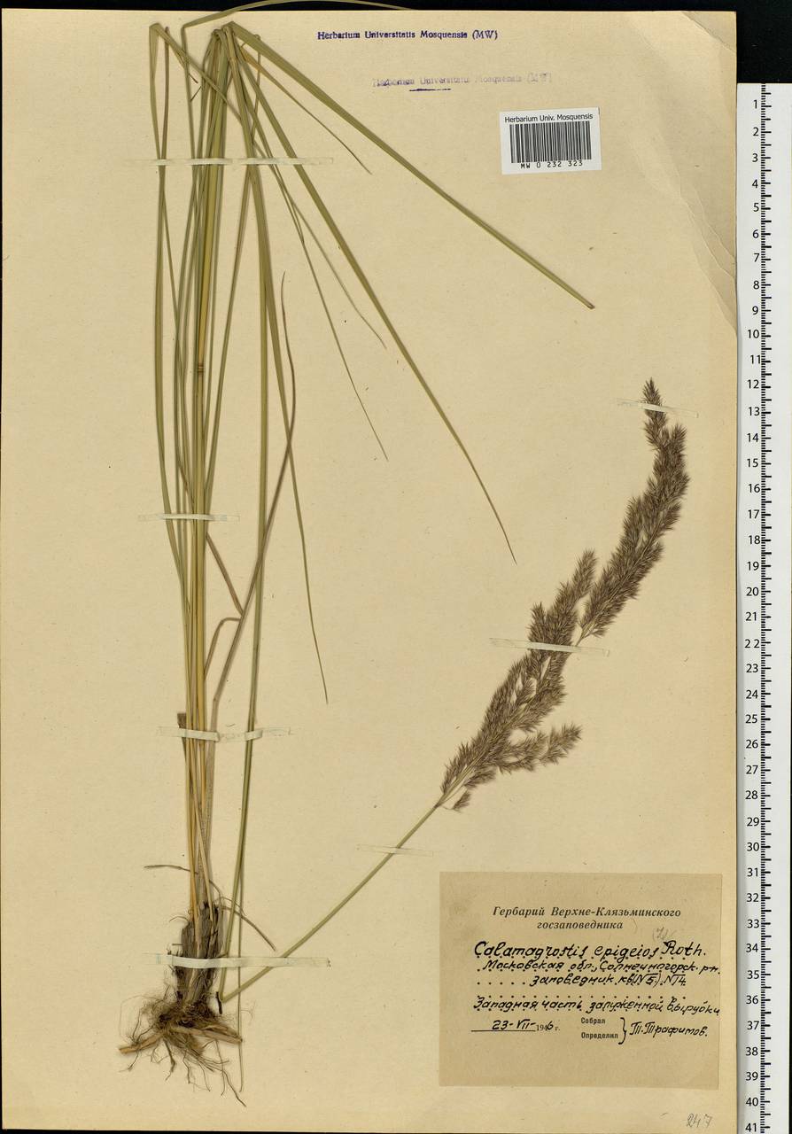 Calamagrostis epigejos (L.) Roth, Eastern Europe, Moscow region (E4a) (Russia)