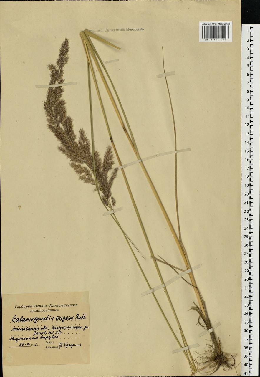 Calamagrostis epigejos (L.) Roth, Eastern Europe, Moscow region (E4a) (Russia)