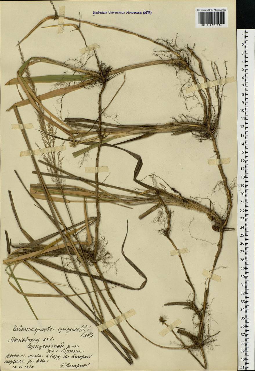 Calamagrostis epigejos (L.) Roth, Eastern Europe, Moscow region (E4a) (Russia)
