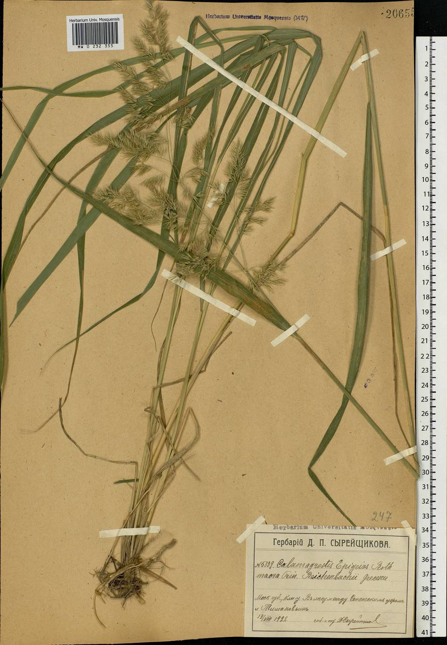 Calamagrostis epigejos (L.) Roth, Eastern Europe, Moscow region (E4a) (Russia)