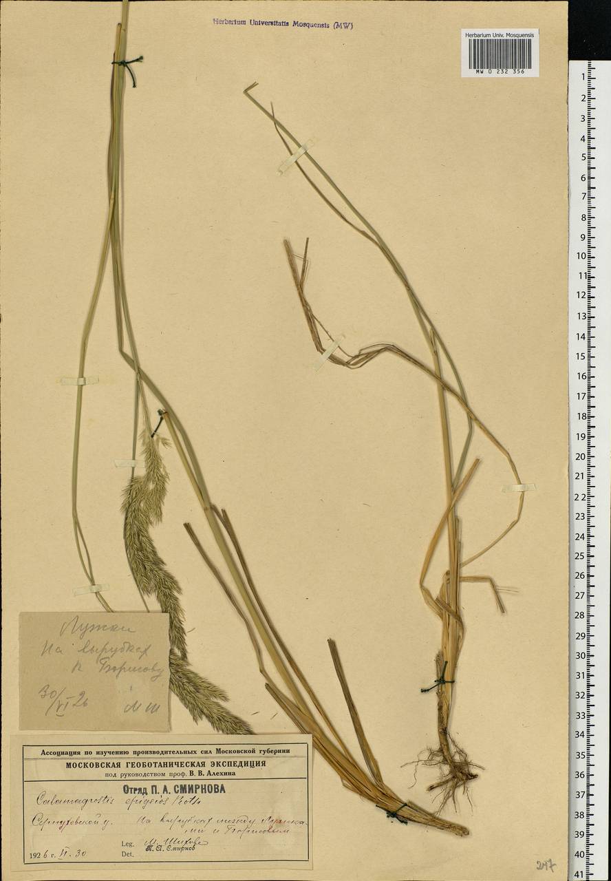 Calamagrostis epigejos (L.) Roth, Eastern Europe, Moscow region (E4a) (Russia)