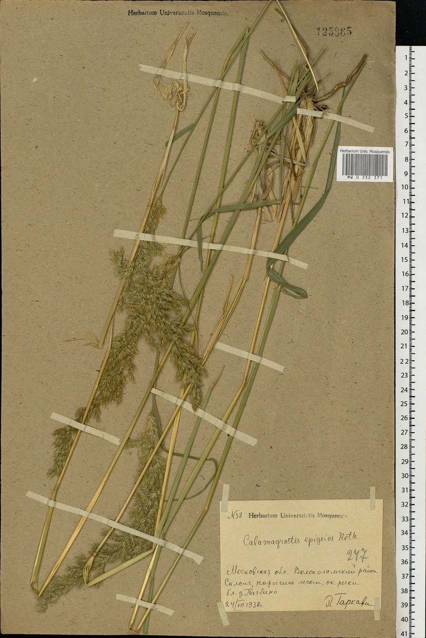 Calamagrostis epigejos (L.) Roth, Eastern Europe, Moscow region (E4a) (Russia)