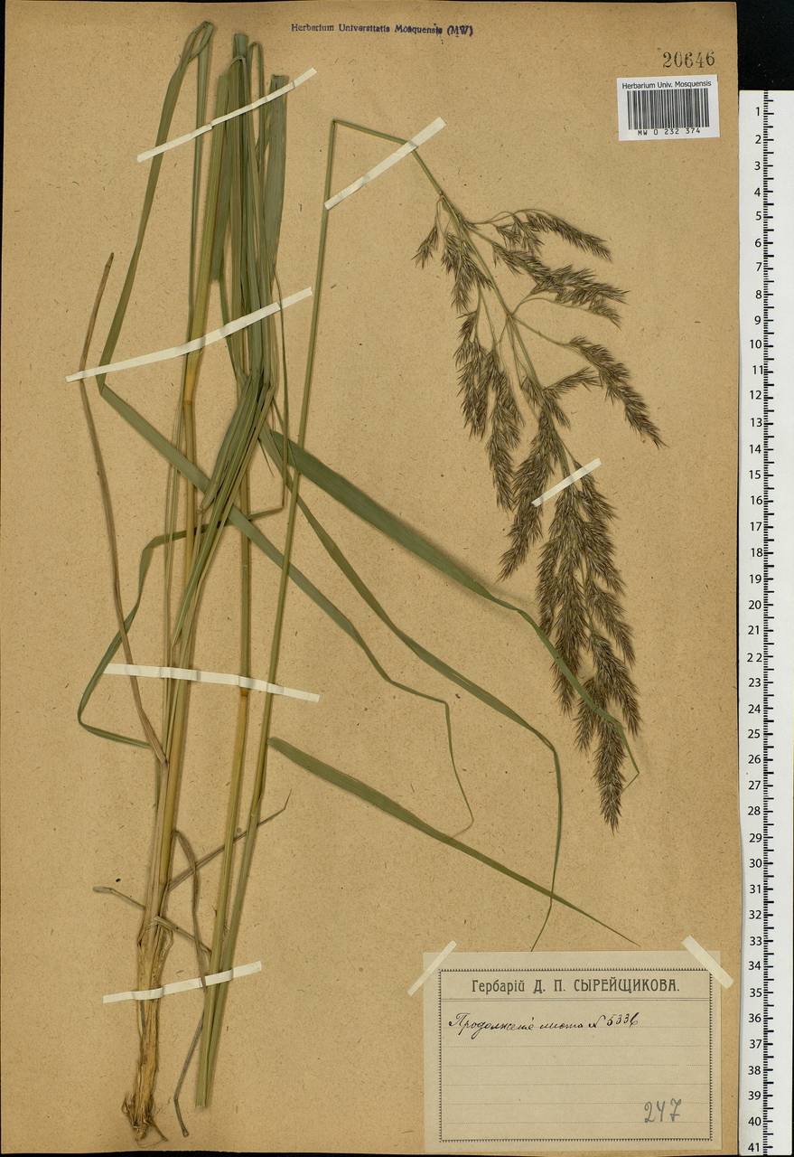 Calamagrostis epigejos (L.) Roth, Eastern Europe, Moscow region (E4a) (Russia)