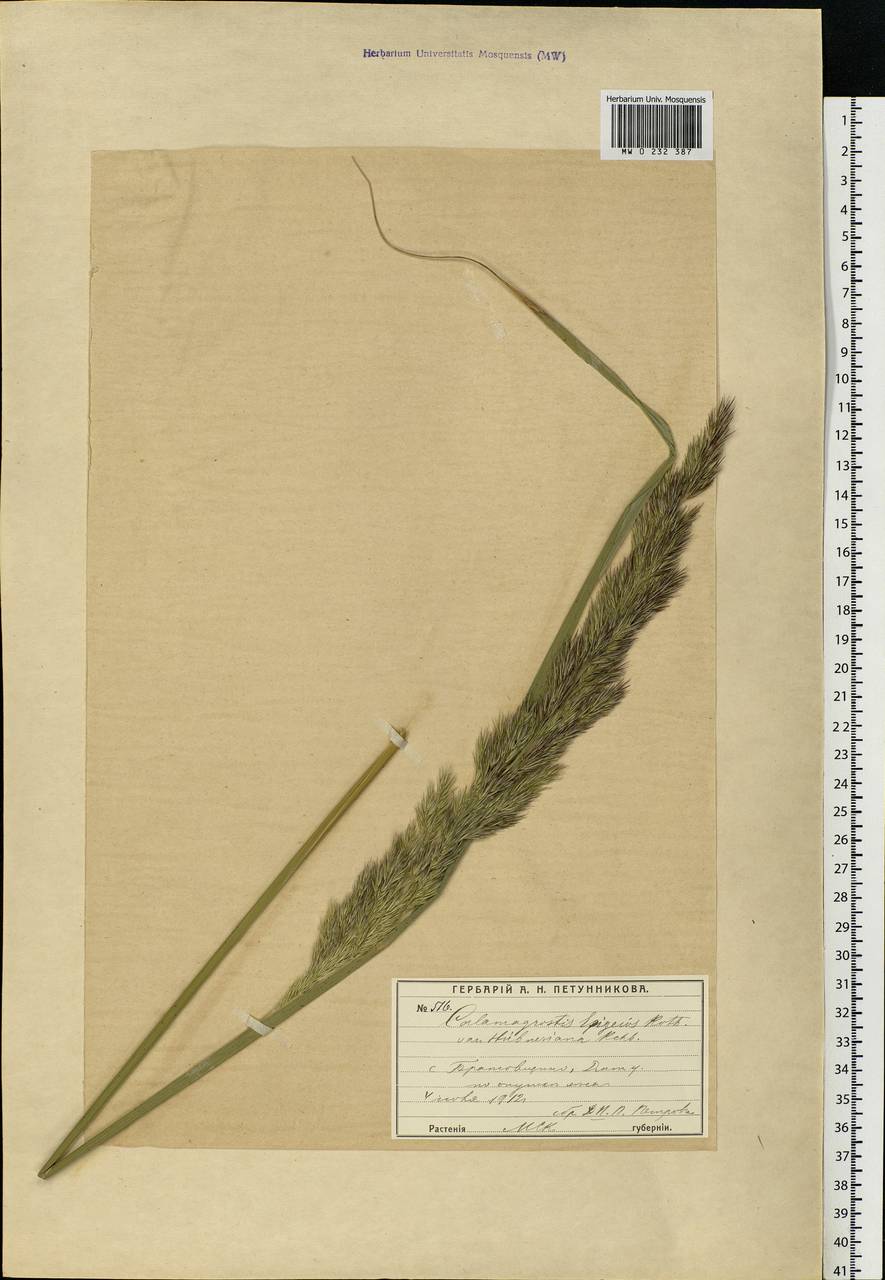 Calamagrostis epigejos (L.) Roth, Eastern Europe, Moscow region (E4a) (Russia)