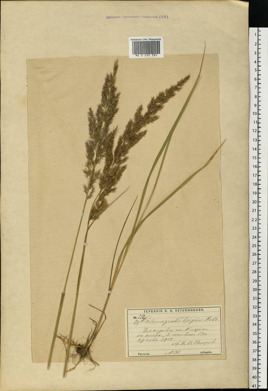 Calamagrostis epigejos (L.) Roth, Eastern Europe, Moscow region (E4a) (Russia)