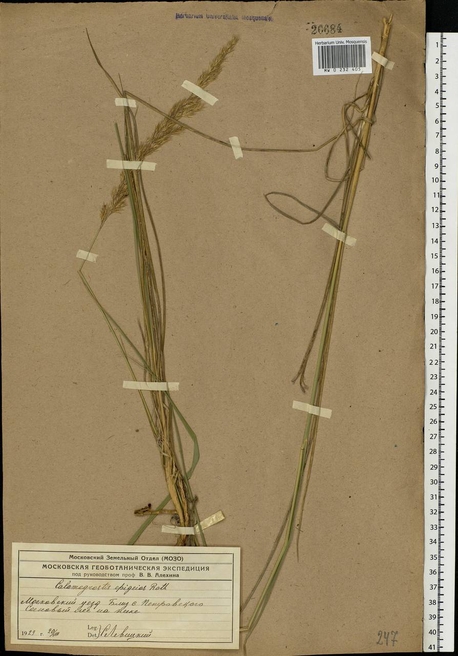 Calamagrostis epigejos (L.) Roth, Eastern Europe, Moscow region (E4a) (Russia)