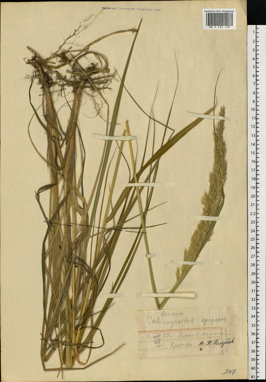 Calamagrostis epigejos (L.) Roth, Eastern Europe, Moscow region (E4a) (Russia)