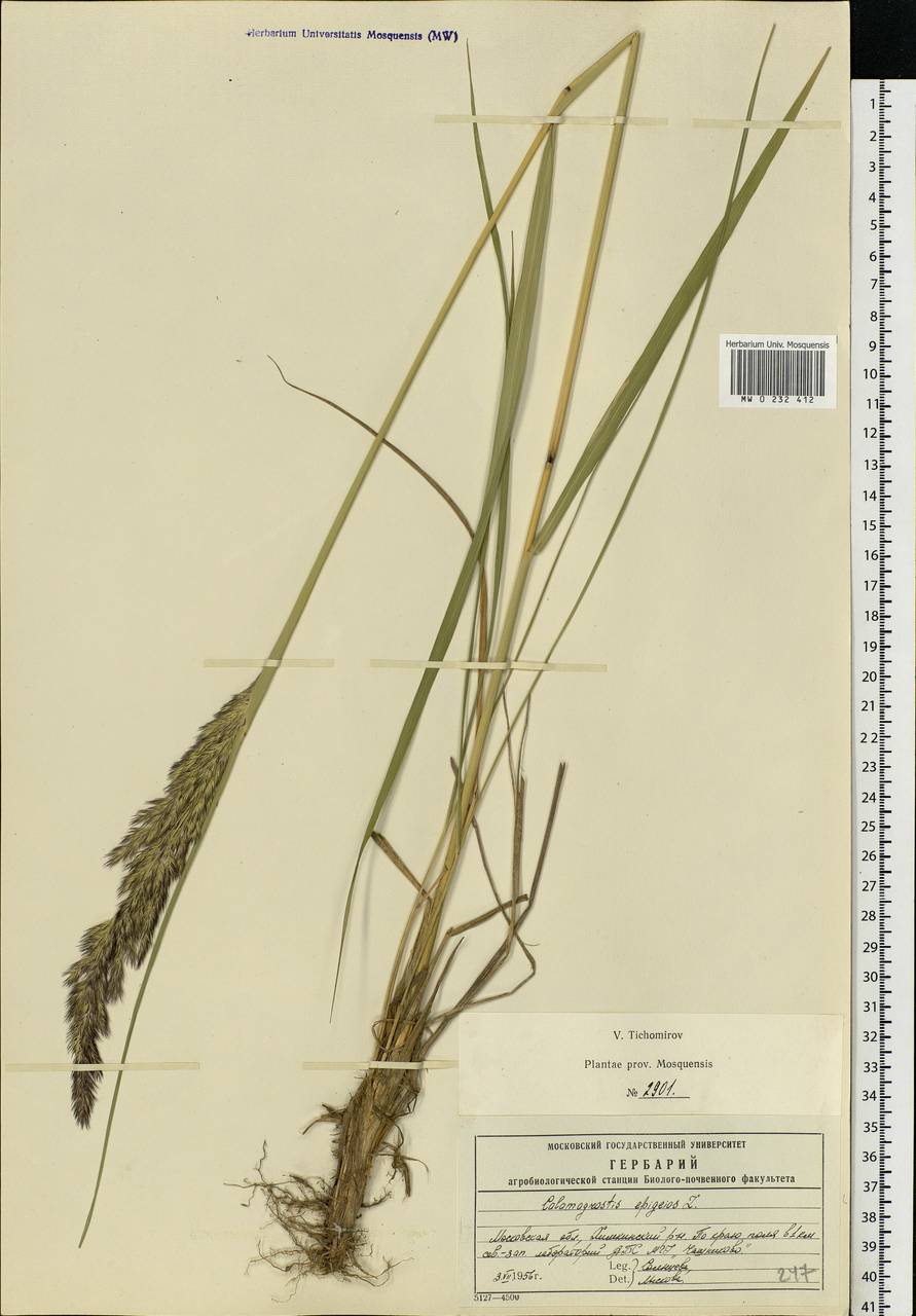 Calamagrostis epigejos (L.) Roth, Eastern Europe, Moscow region (E4a) (Russia)