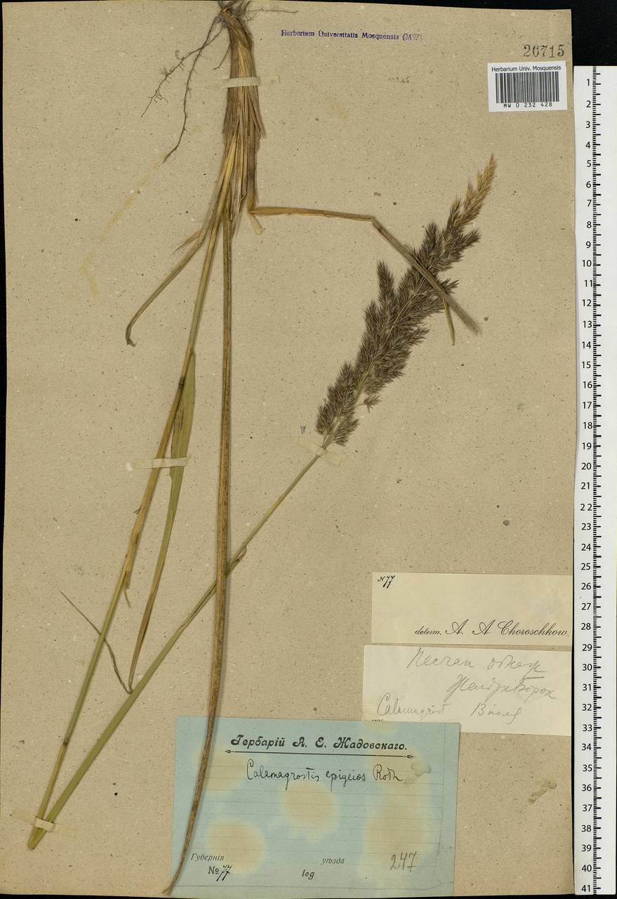 Calamagrostis epigejos (L.) Roth, Eastern Europe, Central forest region (E5) (Russia)