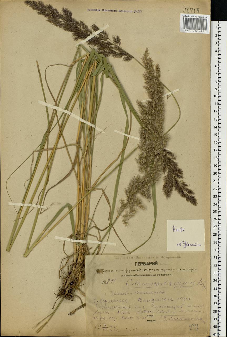 Calamagrostis epigejos (L.) Roth, Eastern Europe, Central forest region (E5) (Russia)