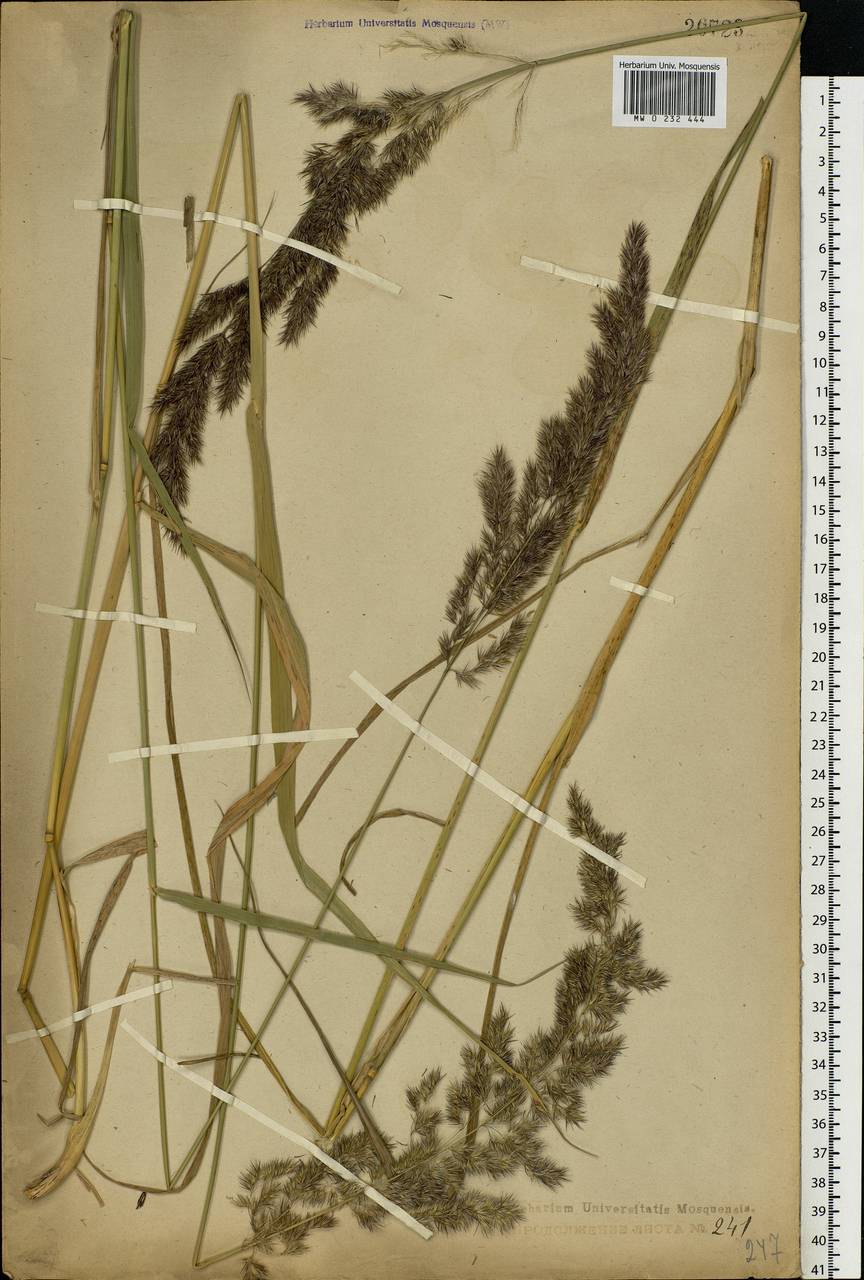 Calamagrostis epigejos (L.) Roth, Eastern Europe, Central forest region (E5) (Russia)