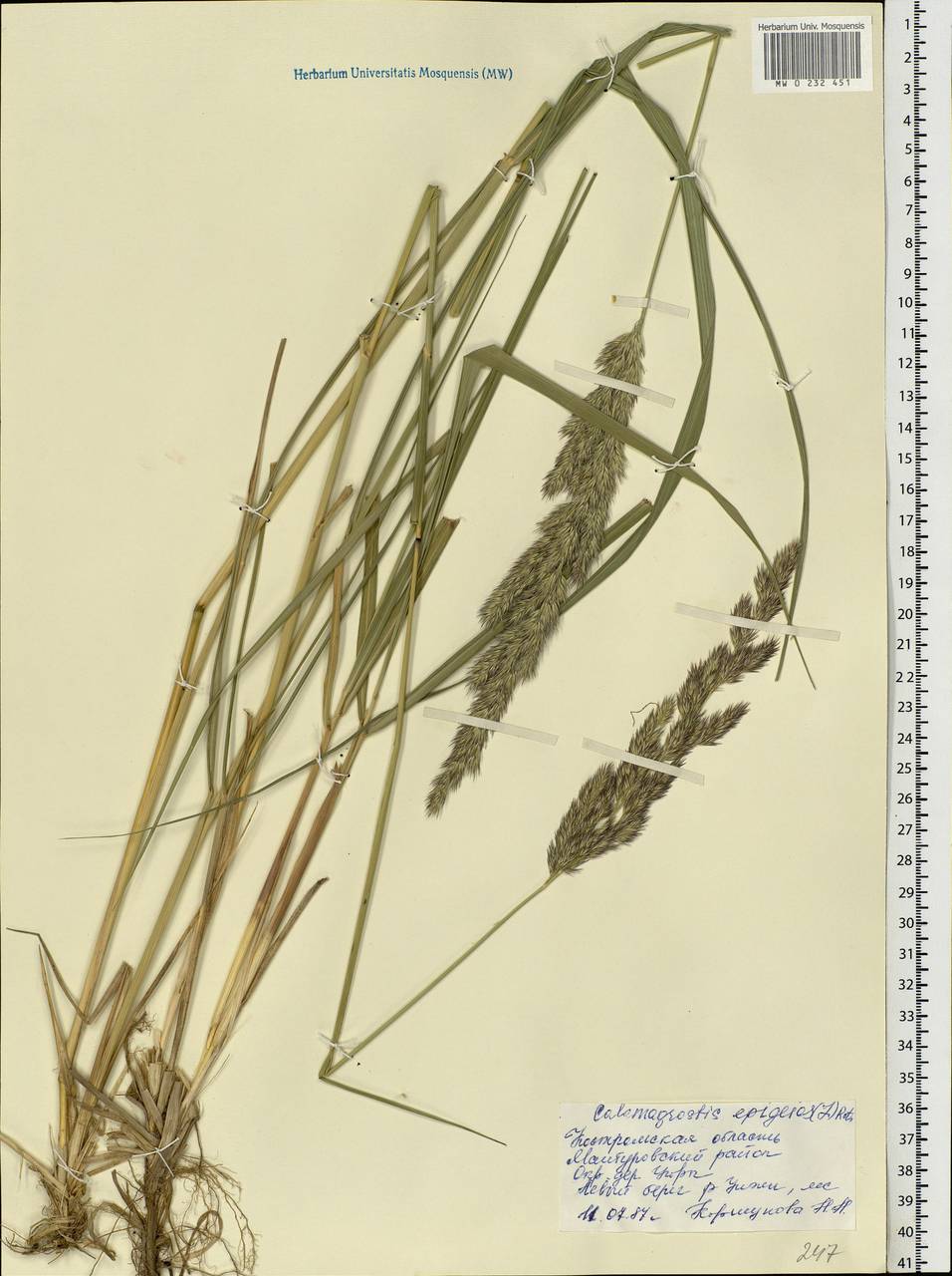 Calamagrostis epigejos (L.) Roth, Eastern Europe, Central forest region (E5) (Russia)