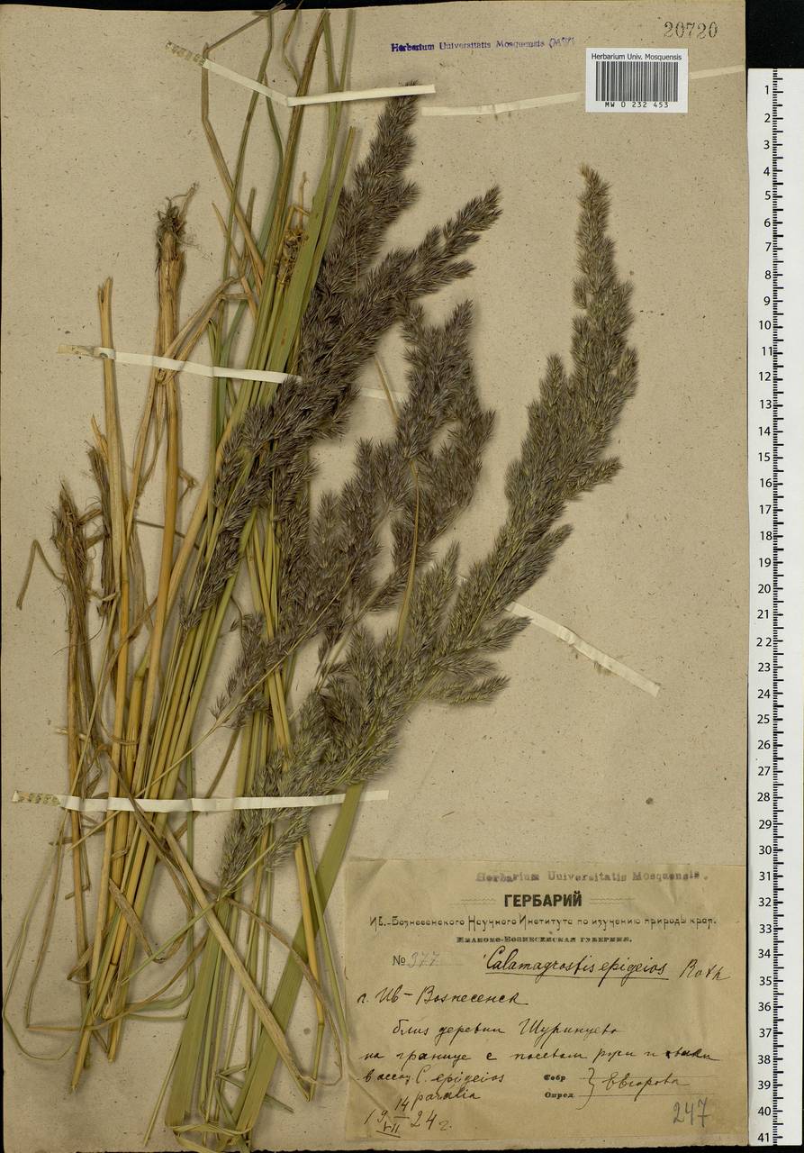 Calamagrostis epigejos (L.) Roth, Eastern Europe, Central forest region (E5) (Russia)