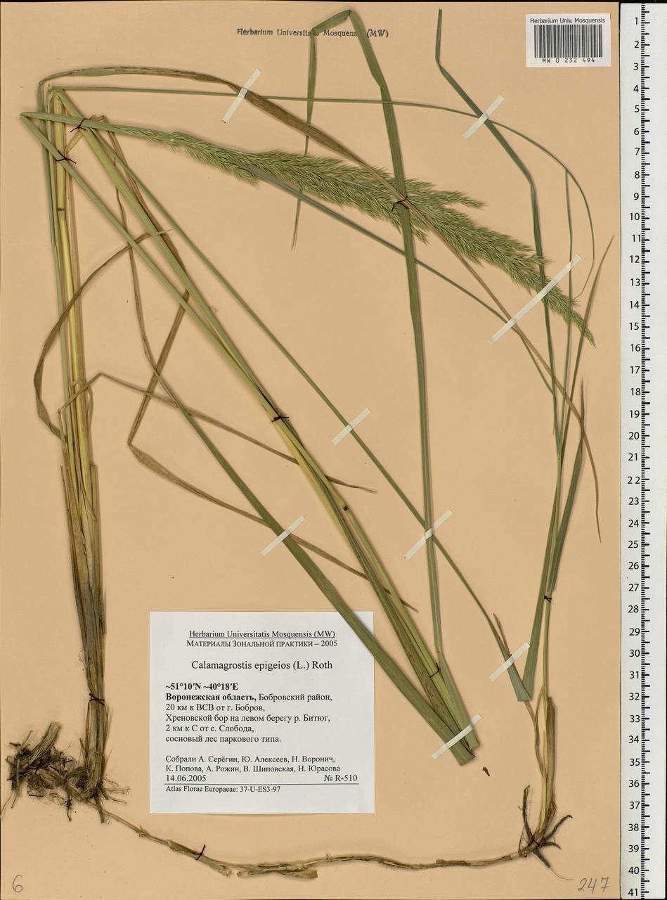 Calamagrostis epigejos (L.) Roth, Eastern Europe, Central forest-and-steppe region (E6) (Russia)