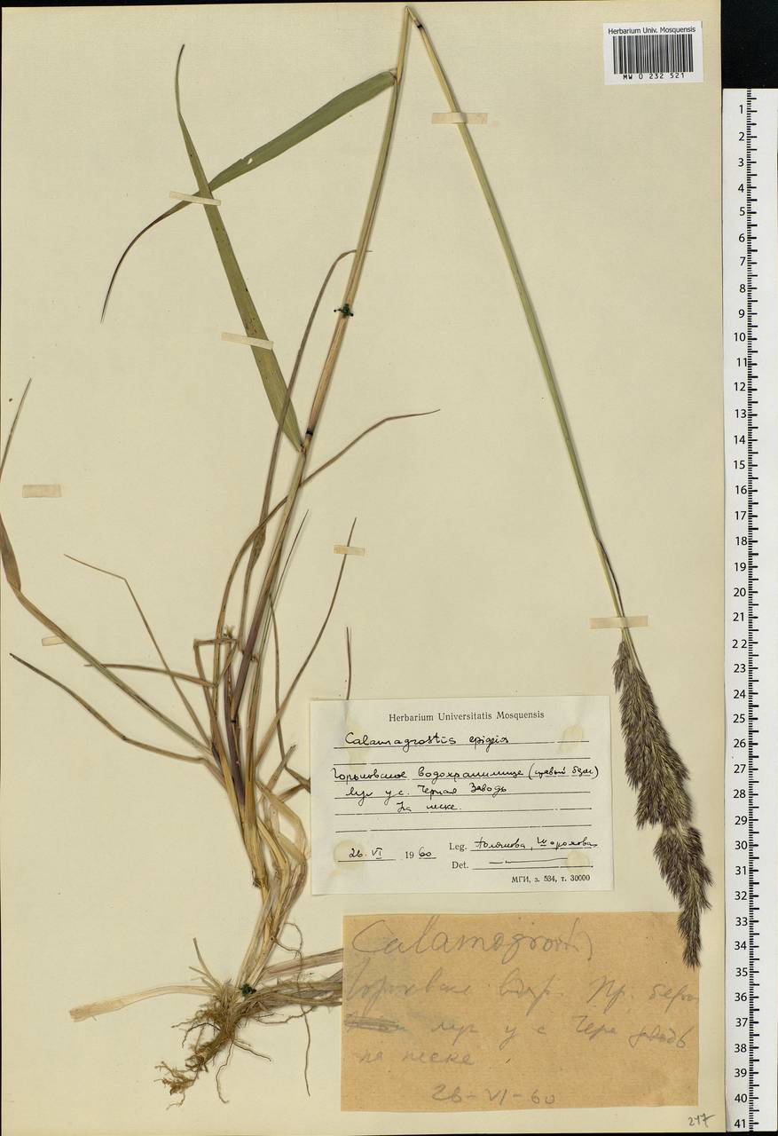 Calamagrostis epigejos (L.) Roth, Eastern Europe, Central forest region (E5) (Russia)