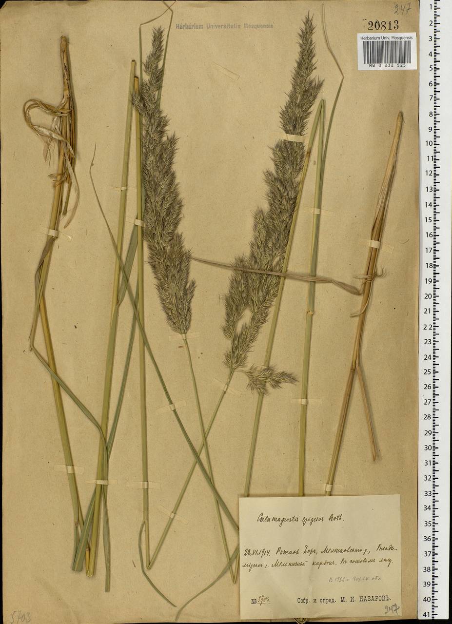 Calamagrostis epigejos (L.) Roth, Eastern Europe, Volga-Kama region (E7) (Russia)