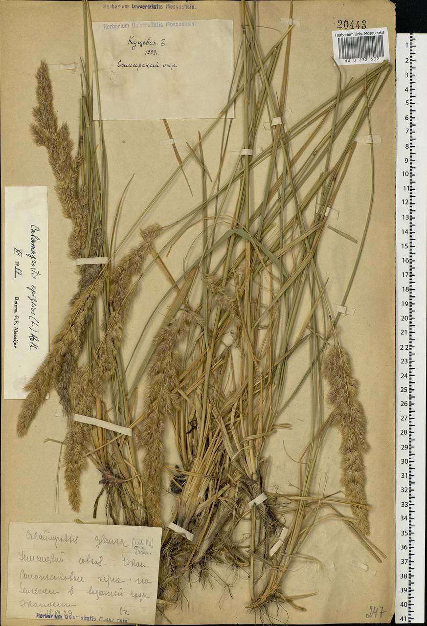 Calamagrostis epigejos (L.) Roth, Eastern Europe, Middle Volga region (E8) (Russia)