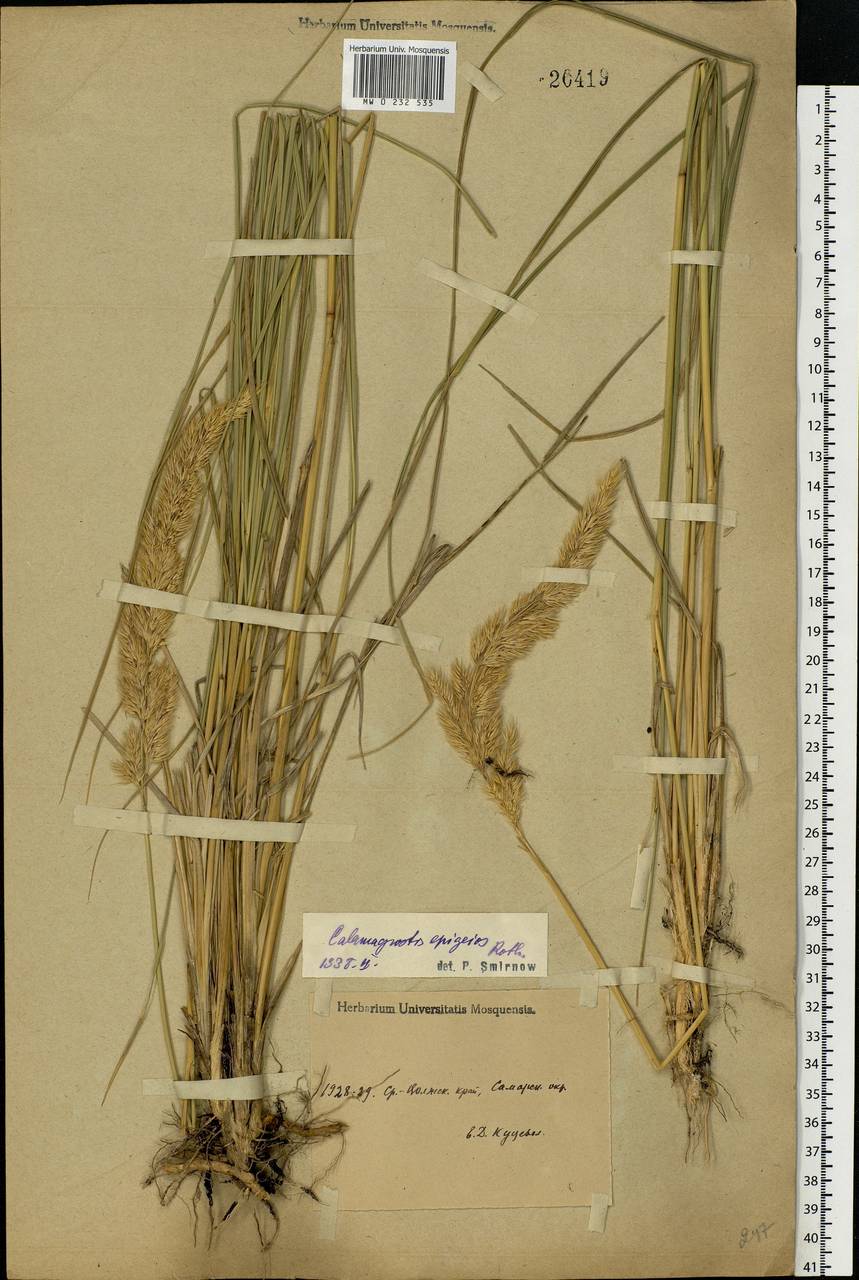 Calamagrostis epigejos (L.) Roth, Eastern Europe, Middle Volga region (E8) (Russia)