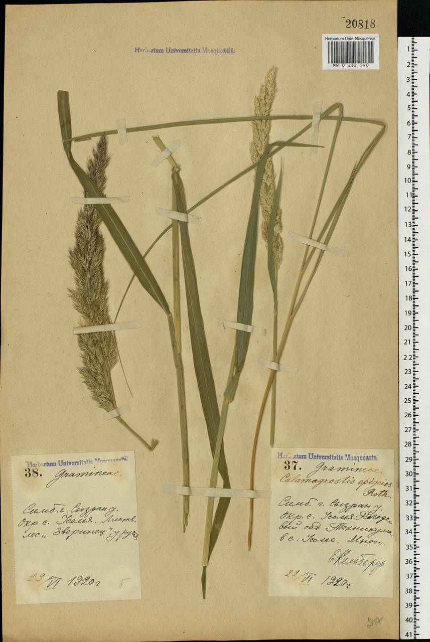 Calamagrostis epigejos (L.) Roth, Eastern Europe, Middle Volga region (E8) (Russia)