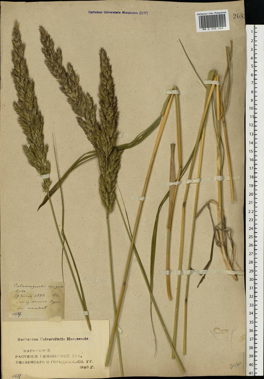 Calamagrostis epigejos (L.) Roth, Eastern Europe, Middle Volga region (E8) (Russia)