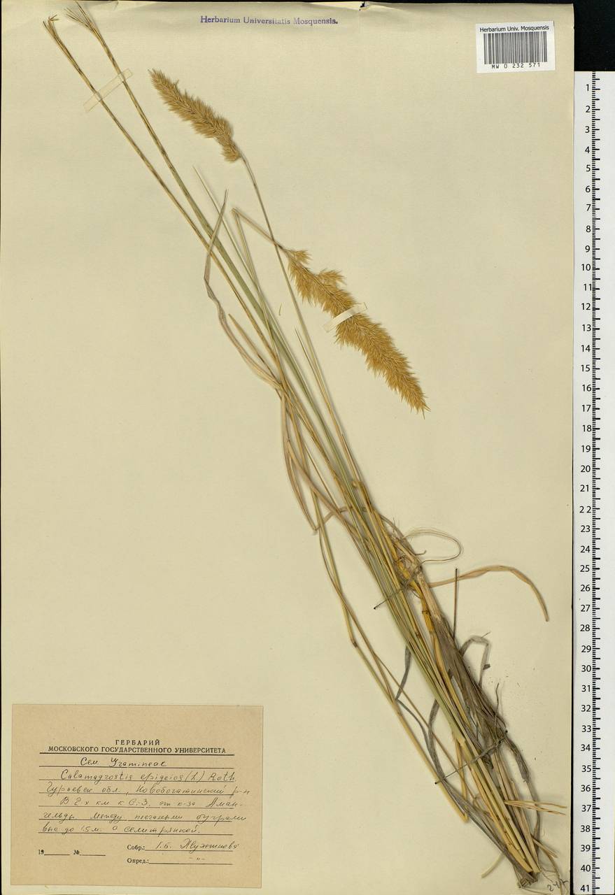 Calamagrostis epigejos (L.) Roth, Middle Asia, Caspian Ustyurt & Northern Aralia (M8) (Kazakhstan)