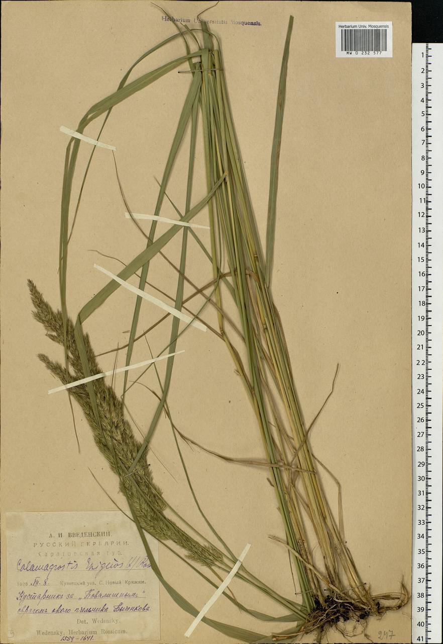 Calamagrostis epigejos (L.) Roth, Eastern Europe, Middle Volga region (E8) (Russia)