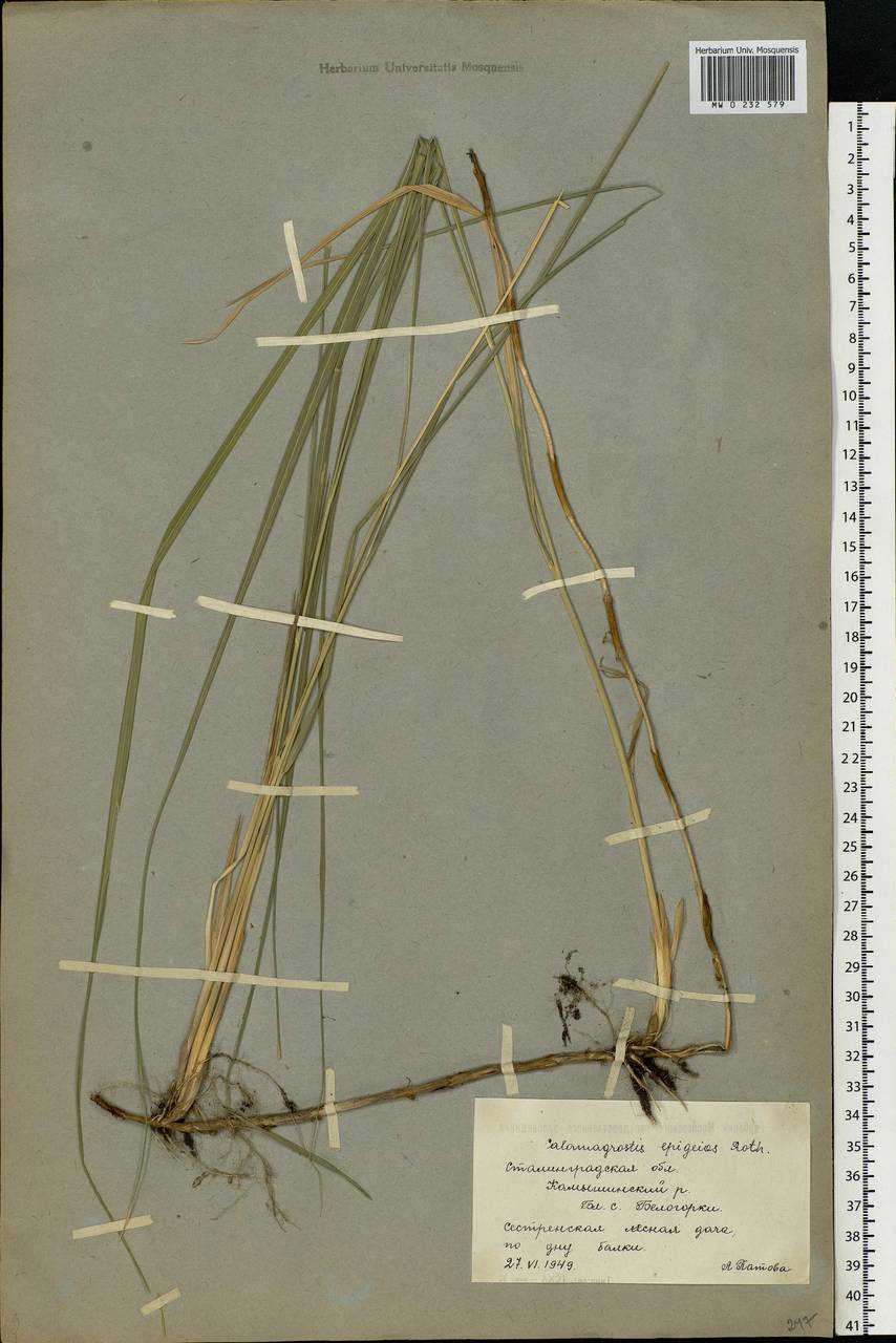 Calamagrostis epigejos (L.) Roth, Eastern Europe, Lower Volga region (E9) (Russia)