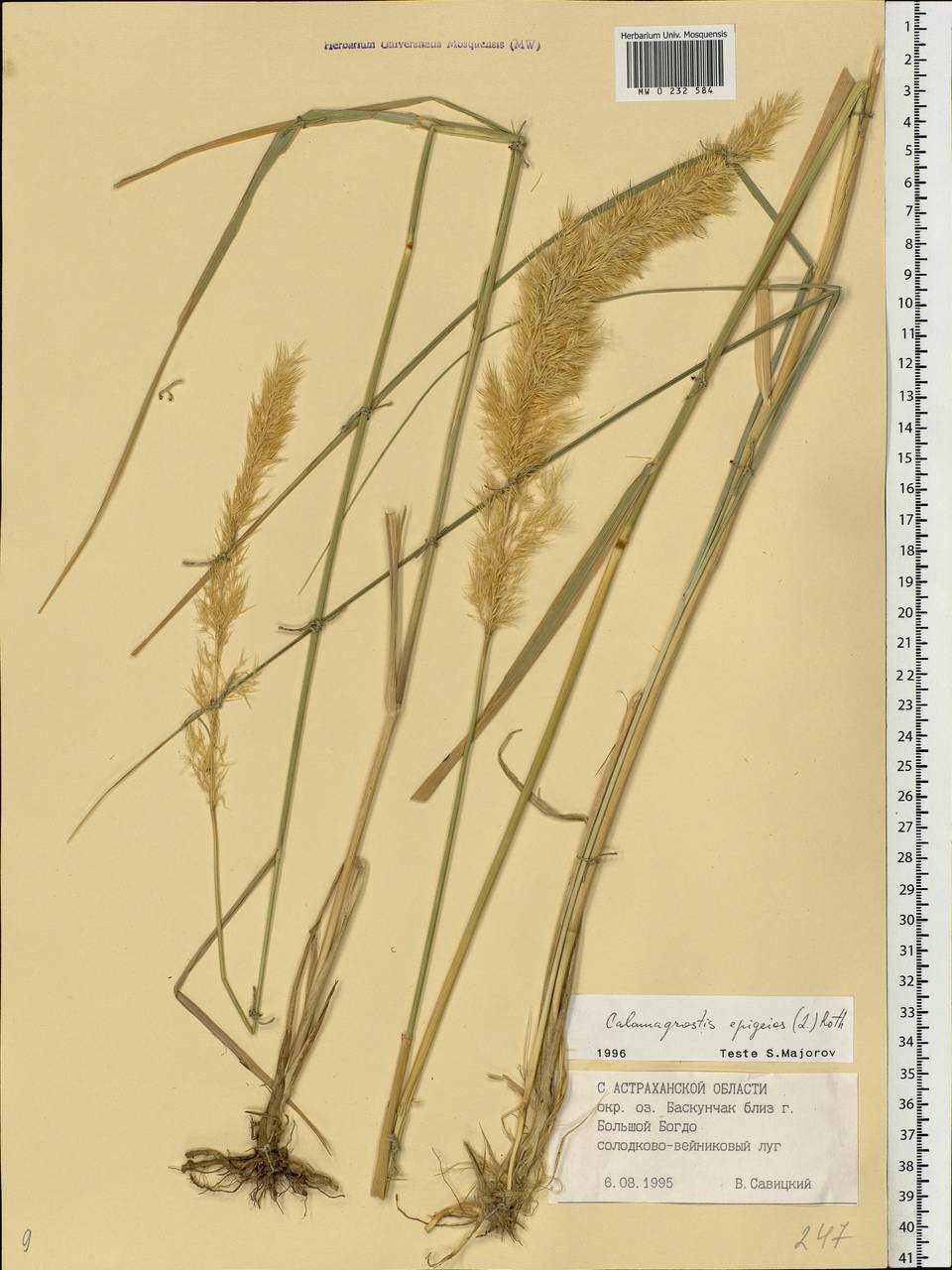 Calamagrostis epigejos (L.) Roth, Eastern Europe, Lower Volga region (E9) (Russia)