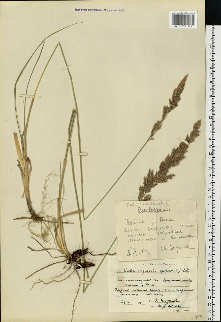 Calamagrostis epigejos (L.) Roth, Eastern Europe, Lower Volga region (E9) (Russia)