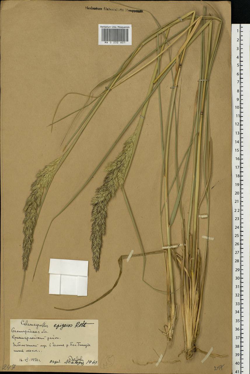 Calamagrostis epigejos (L.) Roth, Eastern Europe, Lower Volga region (E9) (Russia)