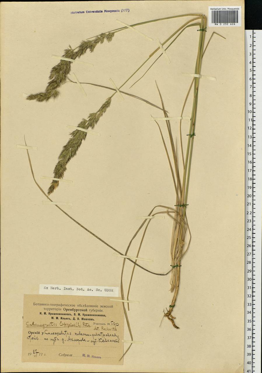 Calamagrostis epigejos (L.) Roth, Eastern Europe, Eastern region (E10) (Russia)